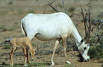 Arabian oryx {Oryx leucoryx} mother and calf, Oman
