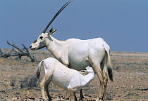 Arabian oryx {Oryx leucoryx} young suckling mother's milk, Oman