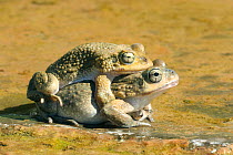 Arabian toad {Bufo arabicus} mating pair, Oman, March