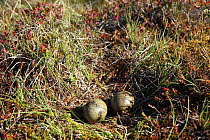 Arctic skua {Stercorarius parasiticus} nest with two eggs, Iceland, June