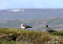 Arctic skua {Stercorarius parasiticus} dark and light phase, pair on nesting ground, Iceland, June