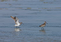 Bar tailed godwit {Limosa lapponica}, one strecthing wings, Oman, January
