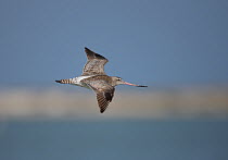 Bar tailed godwit {Limosa lapponica} in flight, Oman, January