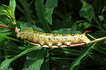 Caterpillar larva of Bedstraw hawkmoth {Hyles gallii} Denmark, July