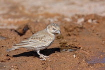 Black crowned finch / sparrow lark {Eremopterix nigriceps} female at water in desert, Oman, March