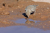 Black crowned finch / sparrow lark {Eremopterix nigriceps} female drinking in desert, Oman, March