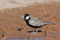 Black crowned finch / sparrow lark {Eremopterix nigriceps} male at water in desert, Oman, March
