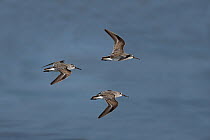 Broad-billed sandpiper {Limicola falcinellus} three in flight over water, Oman, January, digitally manipulated