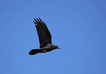 Brown necked raven {Corvus ruficollis} in flight, Oman, January