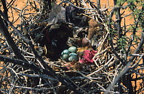 Brown necked raven {Corvus ruficollis} nest with eggs, Oman, January