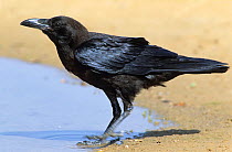 Brown necked raven {Corvus ruficollis} at water,  Oman, April