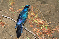 Burchell's starling {Lamprotornis australis} South Africa, July