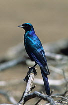 Burchell's starling {Lamprotornis australis} perched,  South Africa, August