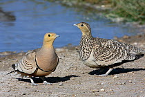 Chestnut bellied sandgrouse {Pterocles exustus} male and female at water, Oman, March