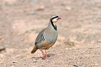 Chukar partridge {Alectoris chukar} Oman, April