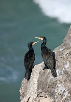 Common / Great cormorant {Phalacrocorax carbo} two perched on cliff near the sea, Oman, January