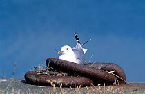 Common gull {Lanus canus} on nest in metal mooring hoops at harbour, Denmark, June