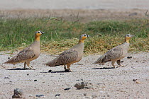 Crowned sandgrouse {Pterocles coronatus} two males and female in desert, Oman, March