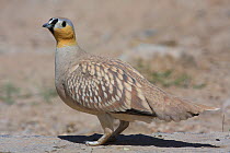 Crowned sandgrouse {Pterocles coronatus} male in desert, Oman, March