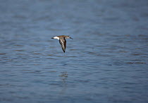 Curlew sandpiper {Calidris ferruginea} in flight over water, Oman