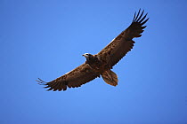 Egyptian vulture {Neophron percnopterus} juvenile in flight, Oman, January