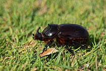 Elegant rhinoceros beetle {Oryctes elegans} on lawn, UAE, October