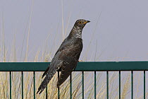 European cuckoo {Cuculus canorus} resting on fence on migration route, UAE, October
