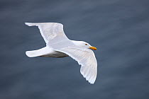 Glaucous gull {Larus hyperboreus} in flight, Iceland, June