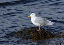 Glaucous gull {Larus hyperboreus} standing on a bed of kelp surrounded by water, Iceland, June