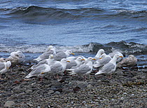Glaucous gull {Larus hyperboreus} flock on stony beach, Iceland, June
