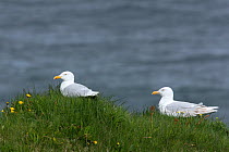 Glaucous gull {Larus hyperboreus} two sitting in grass, Iceland, June