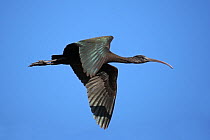 Glossy ibis {Plegadis falcinellus} in flight, Oman, January