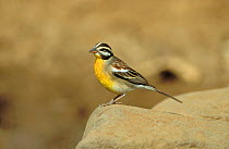 Golden breasted bunting {Emberiza flaviventris} perched on rock, South Africa, August