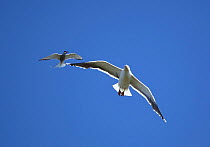 Greater black backed gull {Larus marinus} in flight, being chased by Arctic tern {Sterna paradisaea} Iceland, June