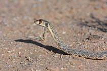Hooded malpolon / False cobra {Malpolon moilensis} crossing ground on desert floor, Oman, March