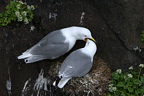 Kittiwake {Rissa tridactyla} pair on nest, bonding, Iceland, June