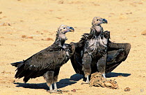 Lappet faced vulture {Torgos tracheliotus} two at food, Oman, December