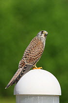 Lesser kestrel {Falco naumanni} female, looking up, perched on garden lamp, UAE, October