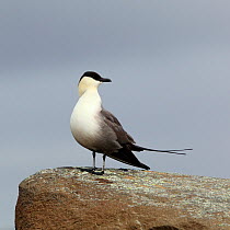 Long tailed skua {Stercorarius longicaudus} perched on rock, Iceland, June