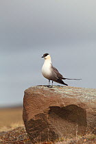 Long tailed skua {Stercorarius longicaudus} perched on rock, Iceland, June