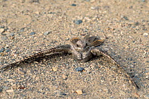 Nightjar {Caprimulgus europaeus} on ground, wings spread, Oman