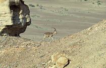 Nubian ibex {Capra ibex nubiana} male walking along ridge, Oman