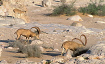 Nubian ibex {Capra ibex nubiana} flock grazing in wadi, Oman