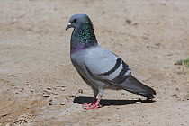 Rock dove {Columba livia} male on barren ground, Oman, March