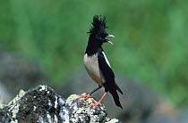 Rose coloured / Rosy starling {Sturnus roseus} perched on rock with crest raised, Turkey, June