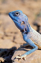 Sinai agama lizard {Pseudotrapelus sinaitus} close-up, on rock, Oman, February