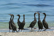 Socotra cormorant {Phalacrocorax nigrogularis} flock on beach, Oman, November