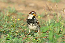 Spanish sparrow {Passer hispaniolensis} male feeding, Oman, March