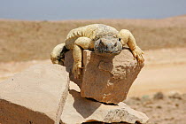 Spiny tailed lizard {Uromastyx aegyptius microlepus} sunning on rock, Oman, April