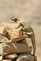 Spiny tailed lizard {Uromastyx aegyptius microlepus} climging up onto rock, Oman, April